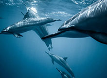 开云网页版-曼城与瓜迪奥拉续约两年 新合同签至2023年